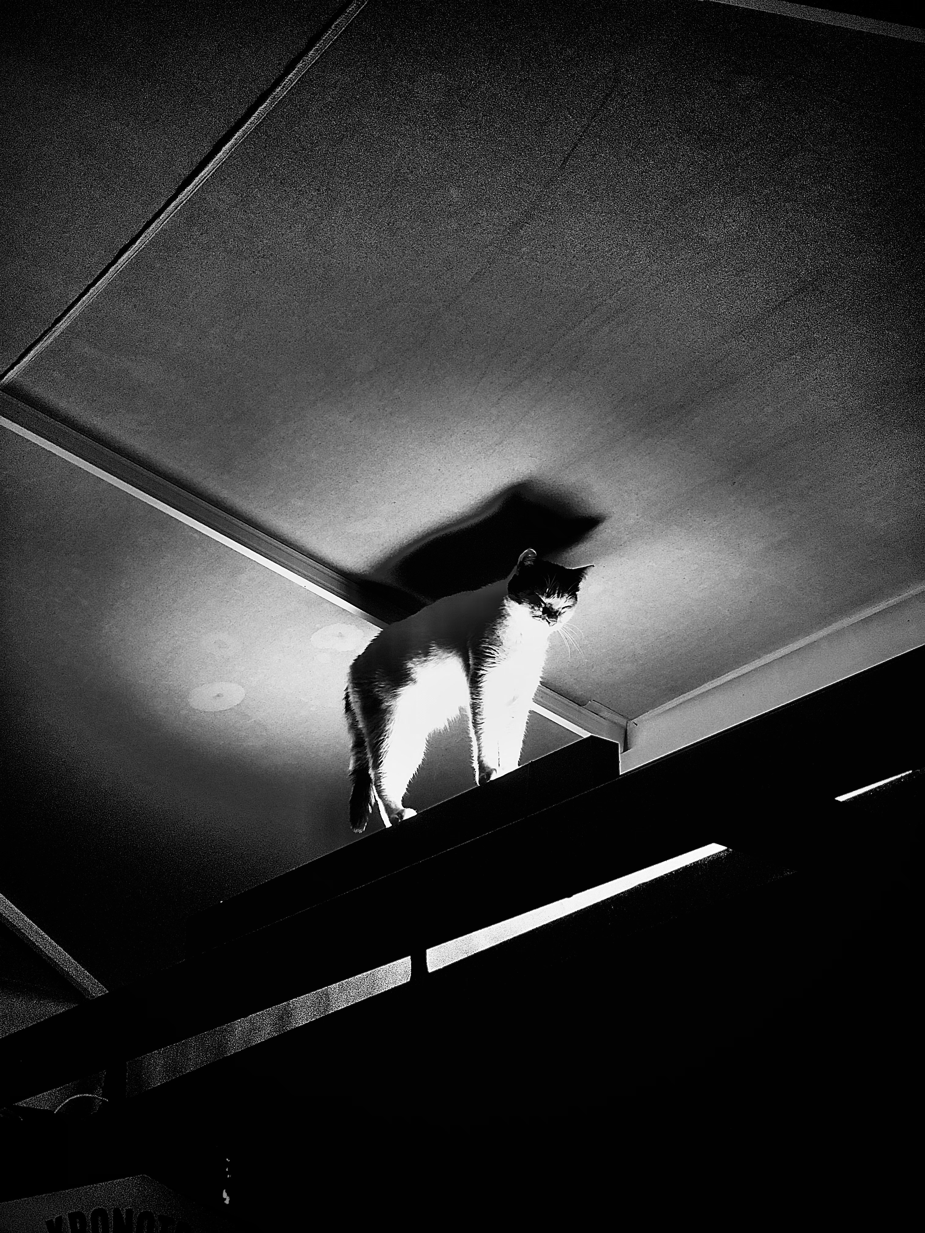 a black and white photo of a cat on a roof