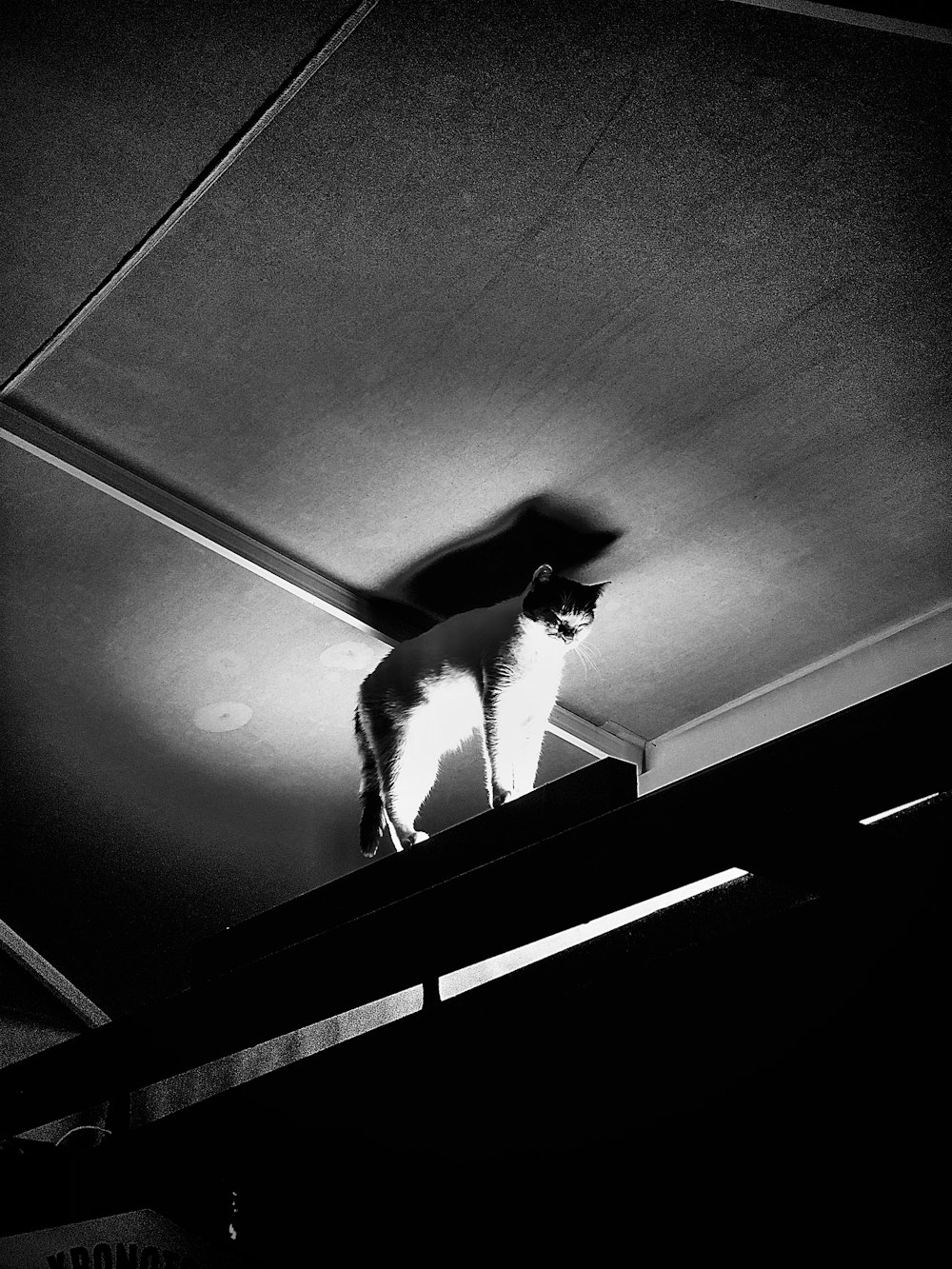 ein Schwarz-Weiß-Foto einer Katze auf einem Dach