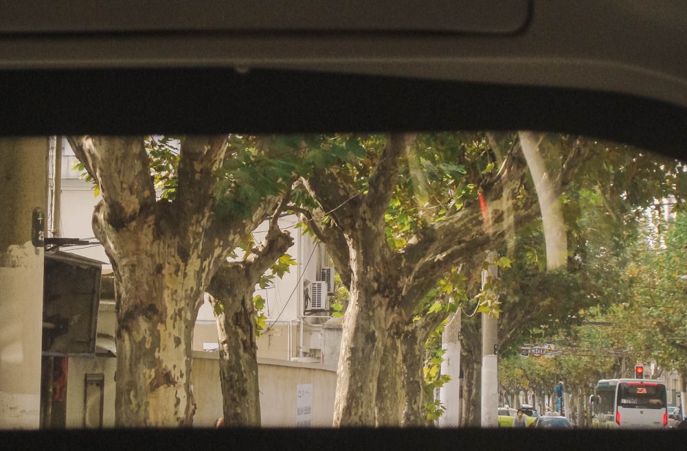 a view of a tree lined street from inside a car