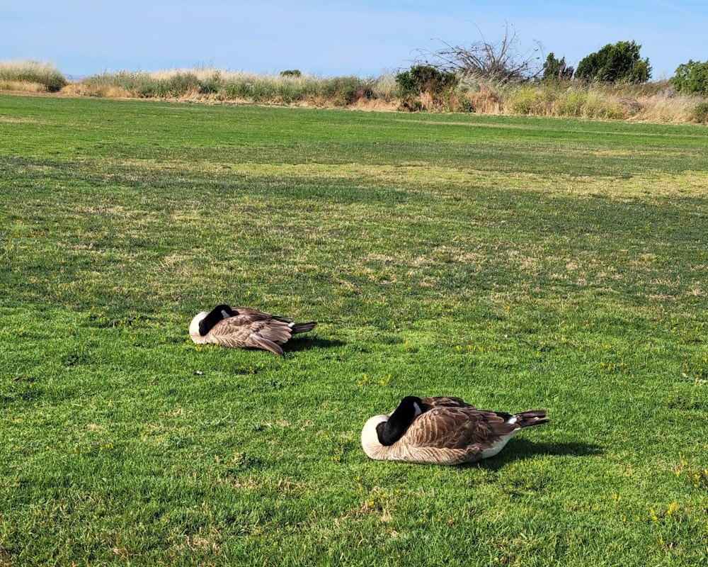 two geese laying on the grass in a field
