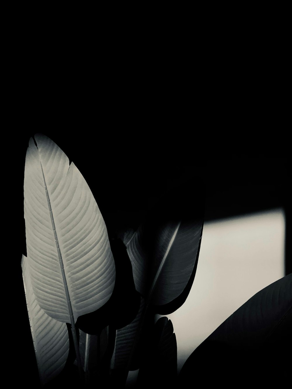 a black and white photo of a banana leaf