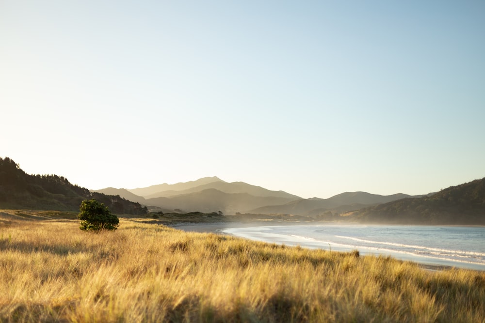 a grassy field next to a body of water