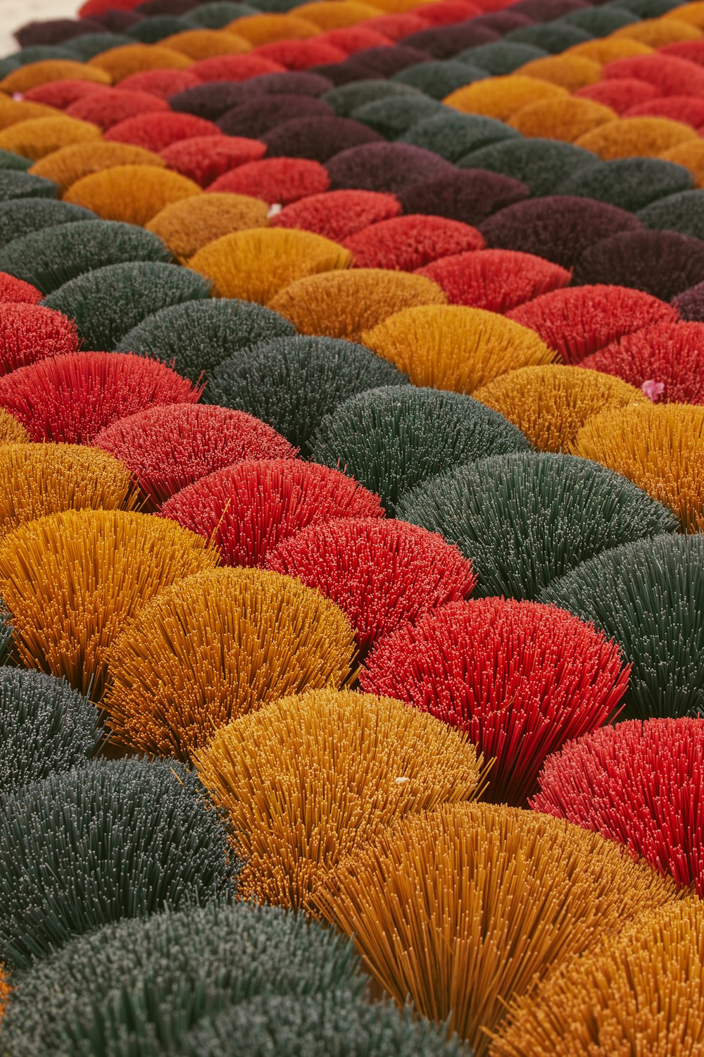 a field full of different colored grass plants