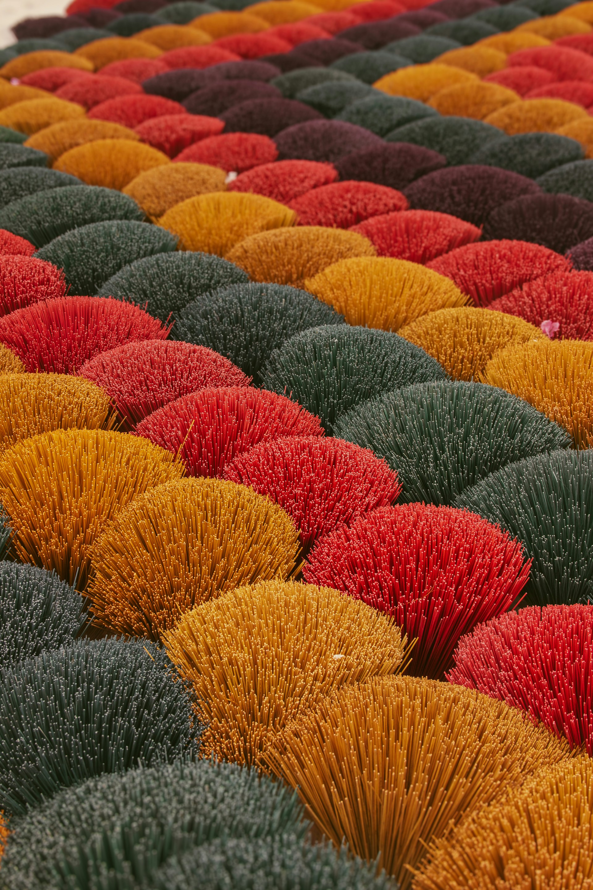 a field full of different colored grass plants