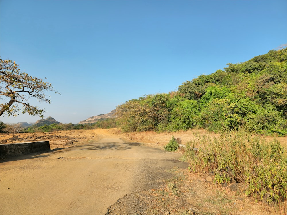 uma estrada de terra cercada por árvores e arbustos