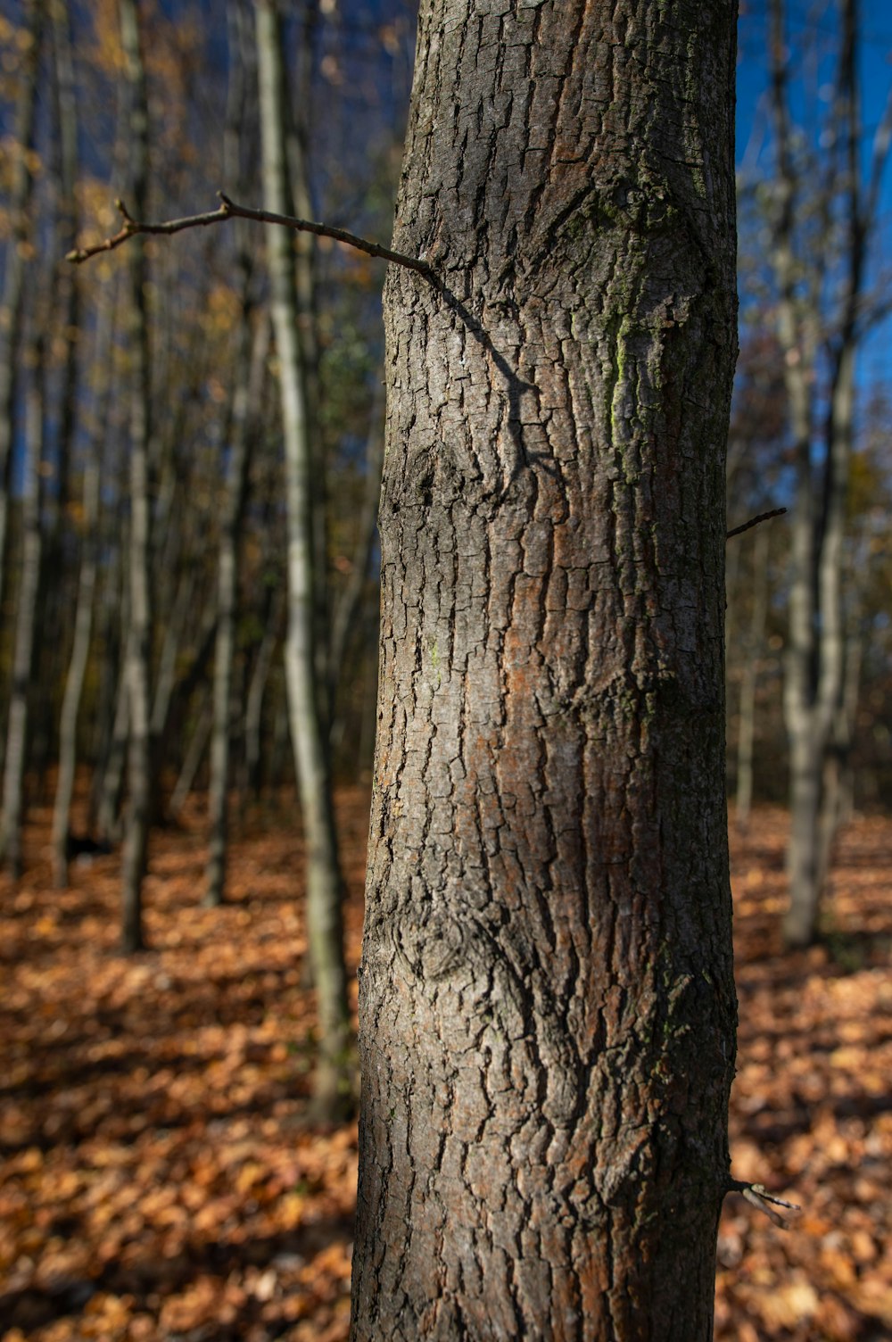 un árbol con una cara dibujada en él