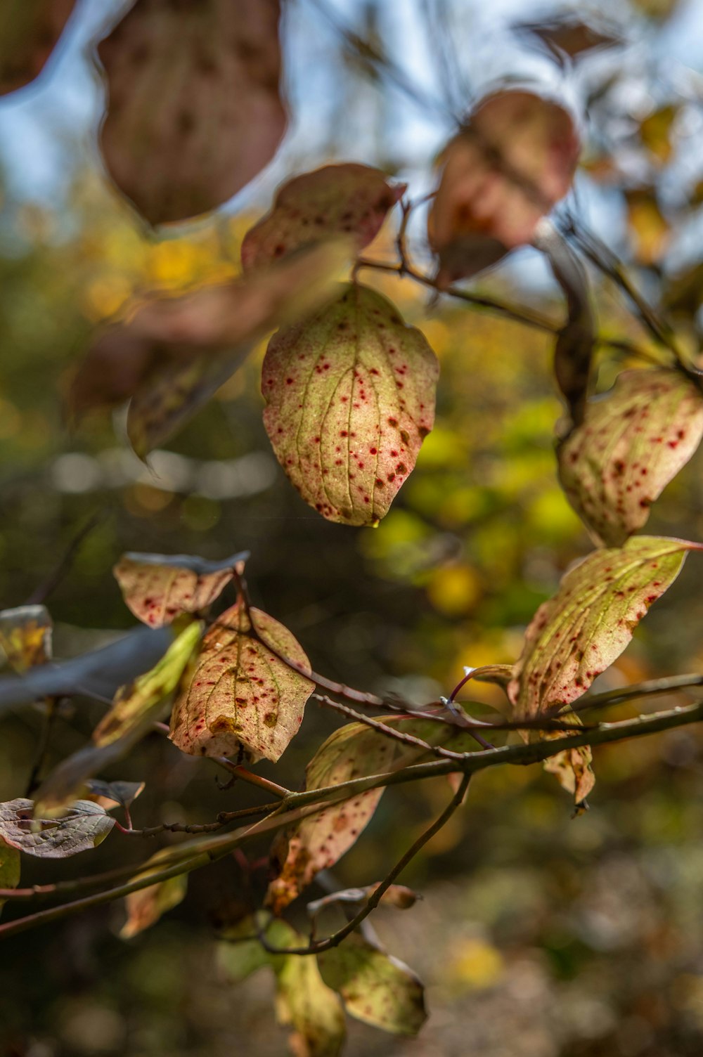 a close up of a tree branch with leaves