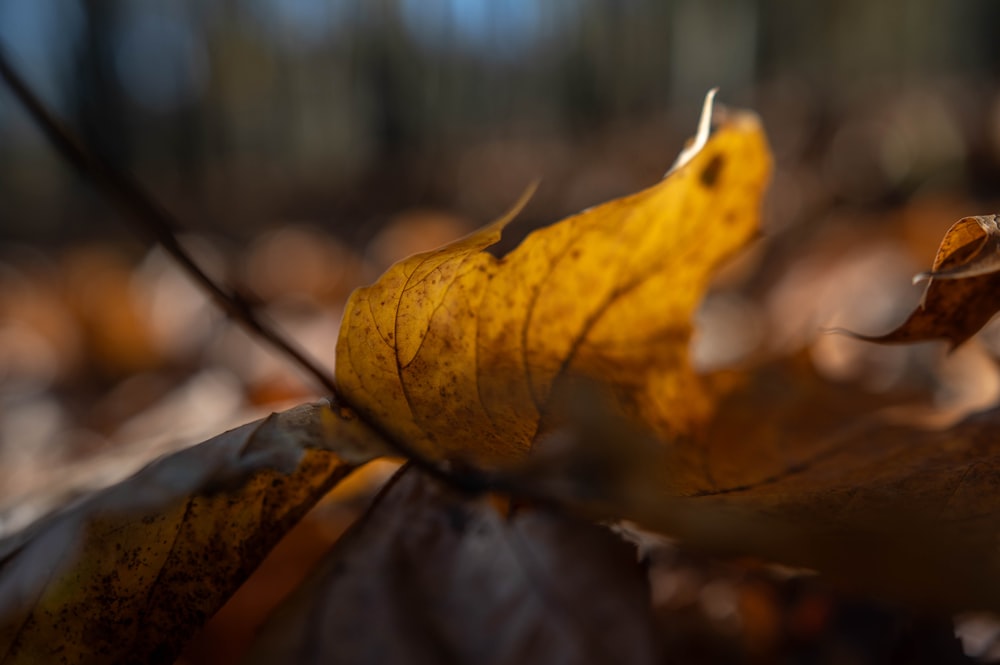 a yellow leaf laying on top of a leaf covered ground