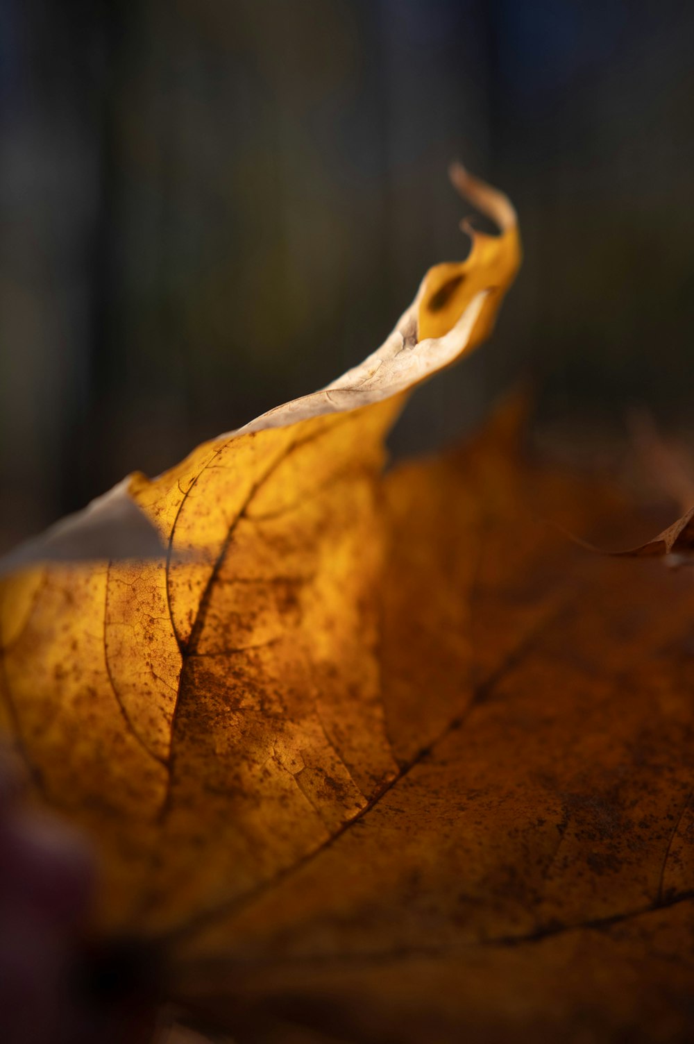 un gros plan d’une feuille avec un arrière-plan flou