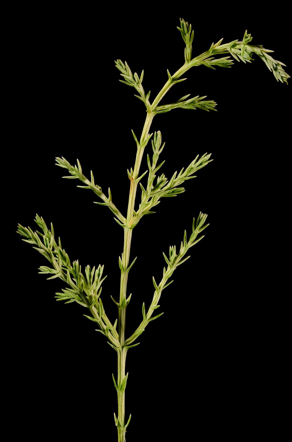 a close up of a plant on a black background