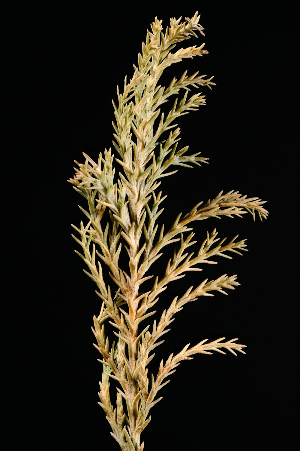 a close up of a plant on a black background