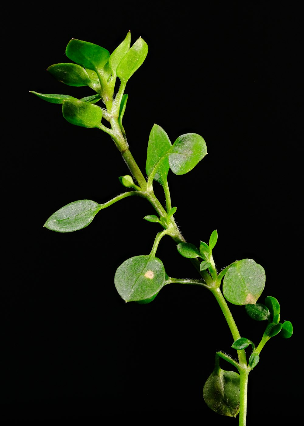 a plant with green leaves on a black background