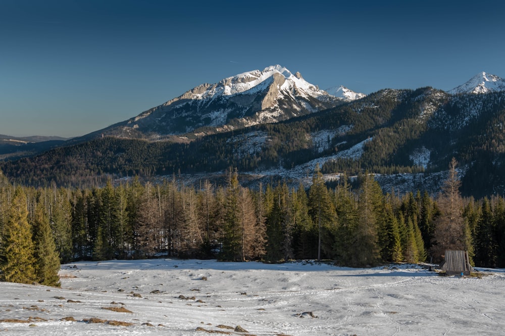 ein schneebedecktes Feld mit einem Berg im Hintergrund