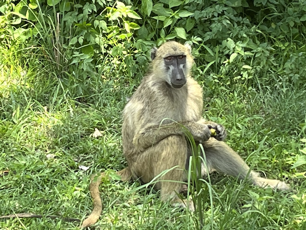 a baboon sitting on the ground in the grass