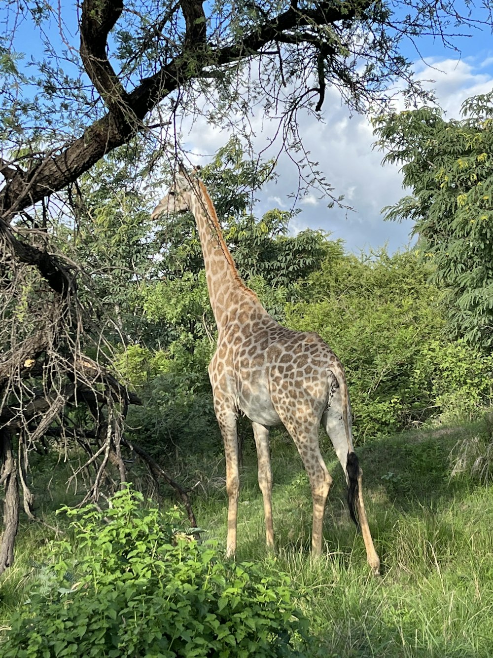 a giraffe standing in a lush green field