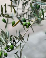 an olive tree with lots of green olives on it