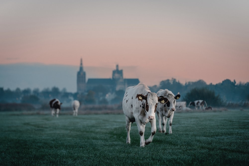 a herd of cattle walking across a lush green field