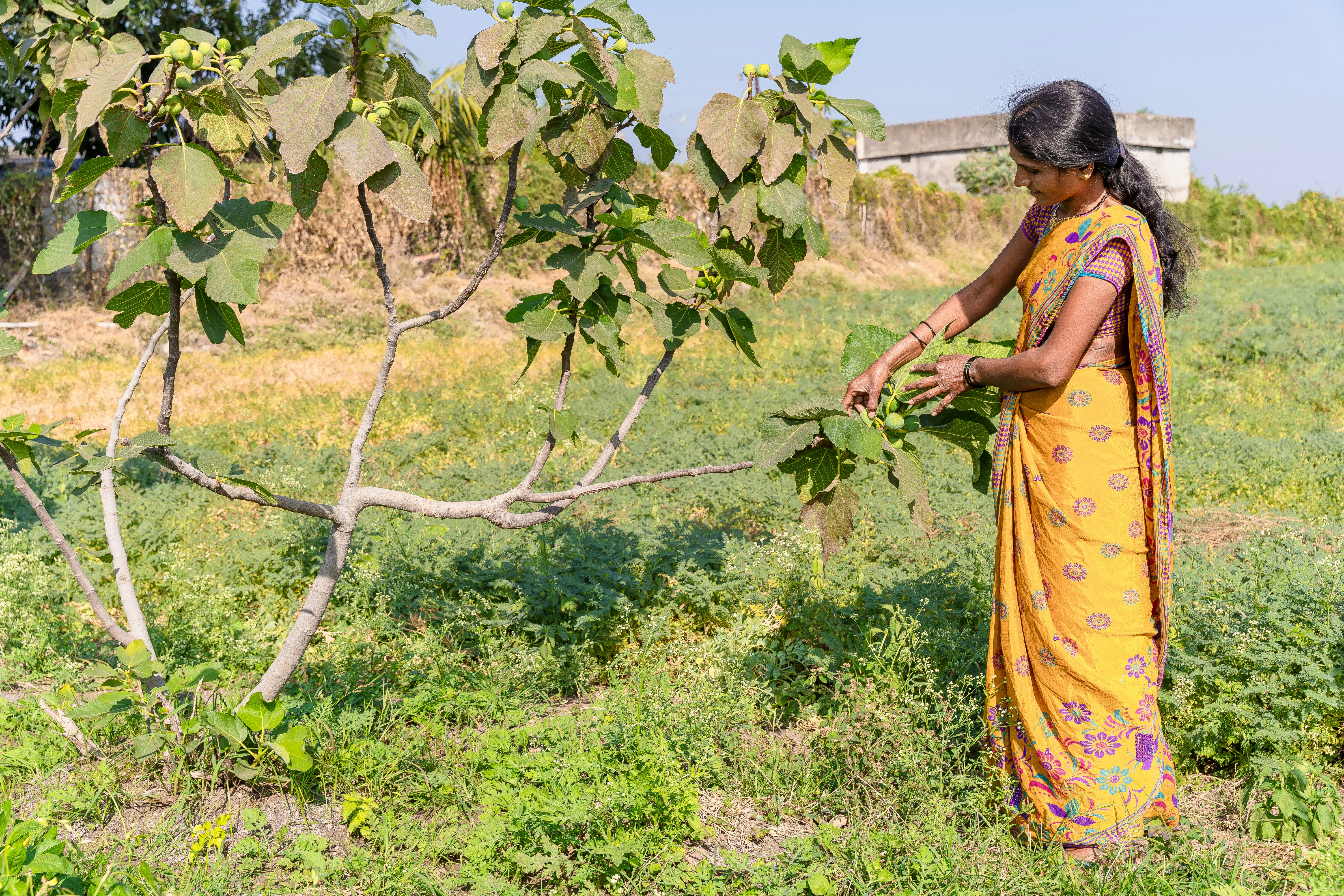 a woman in a yellow sari picking leaves off a tree