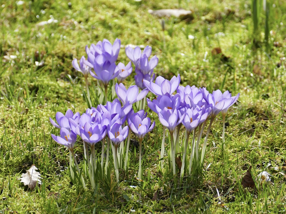 a group of purple flowers sitting on top of a lush green field