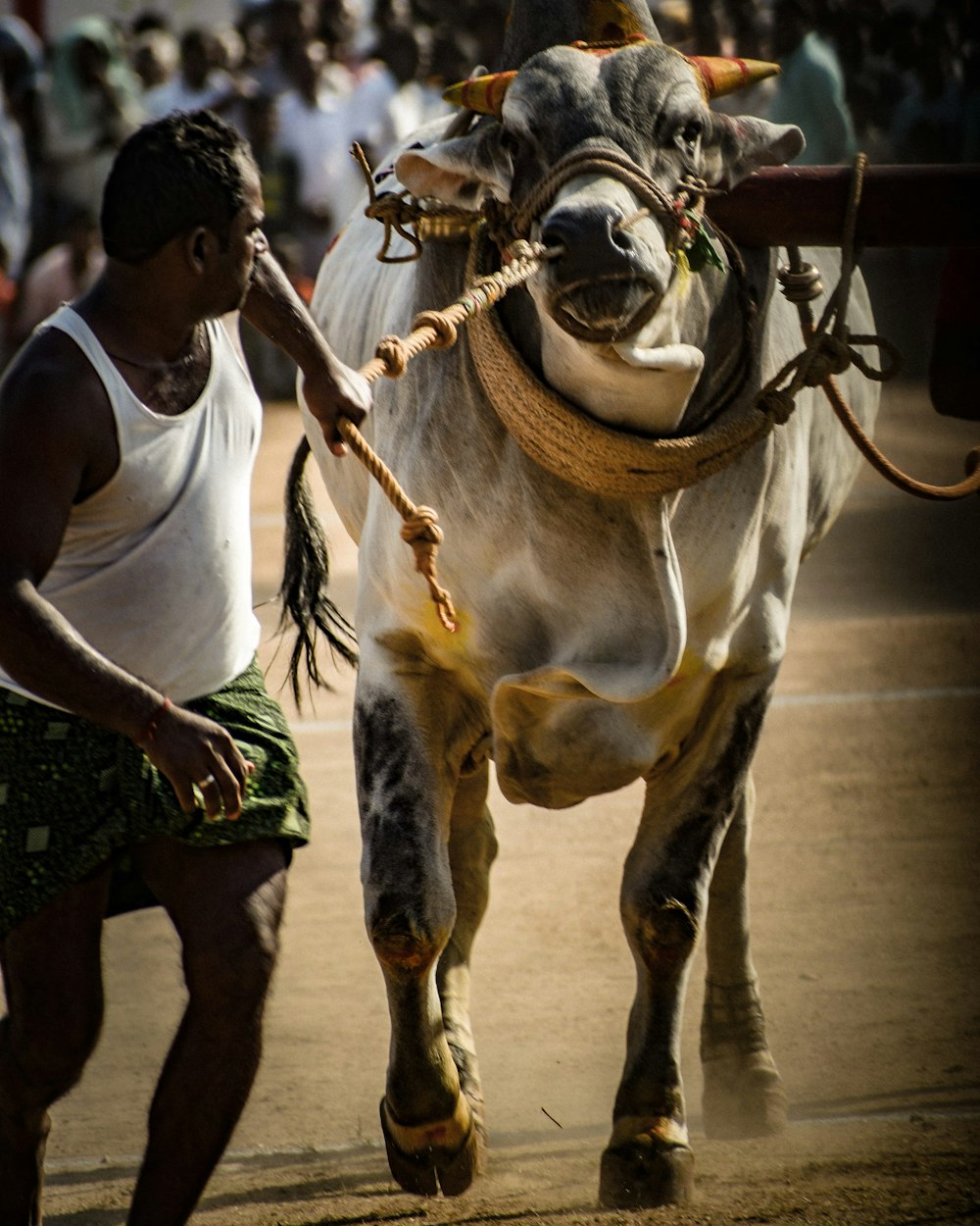 a man leading a cow down a street