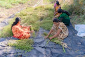 a group of women sitting on top of a lush green field