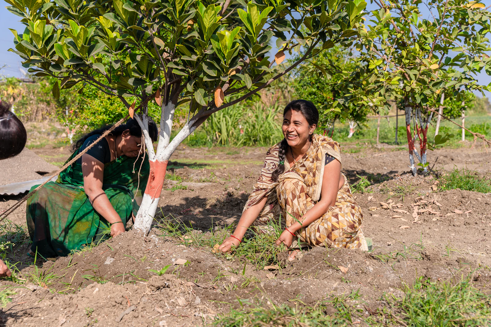 Saplings for the plantation drive