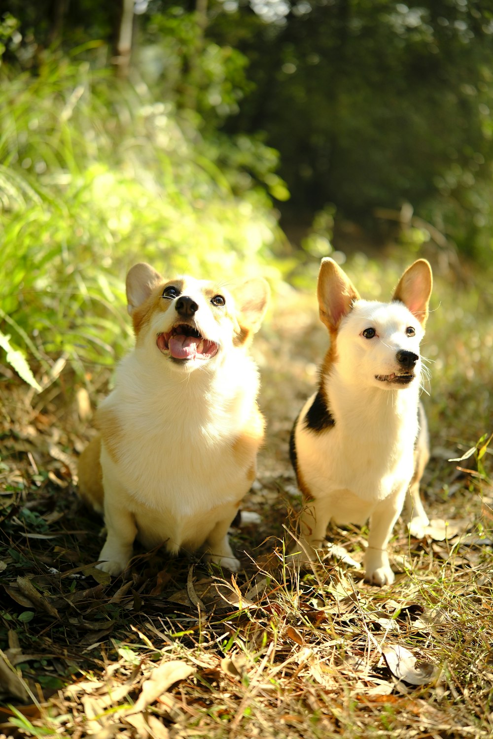 a couple of dogs sitting on top of a grass covered field