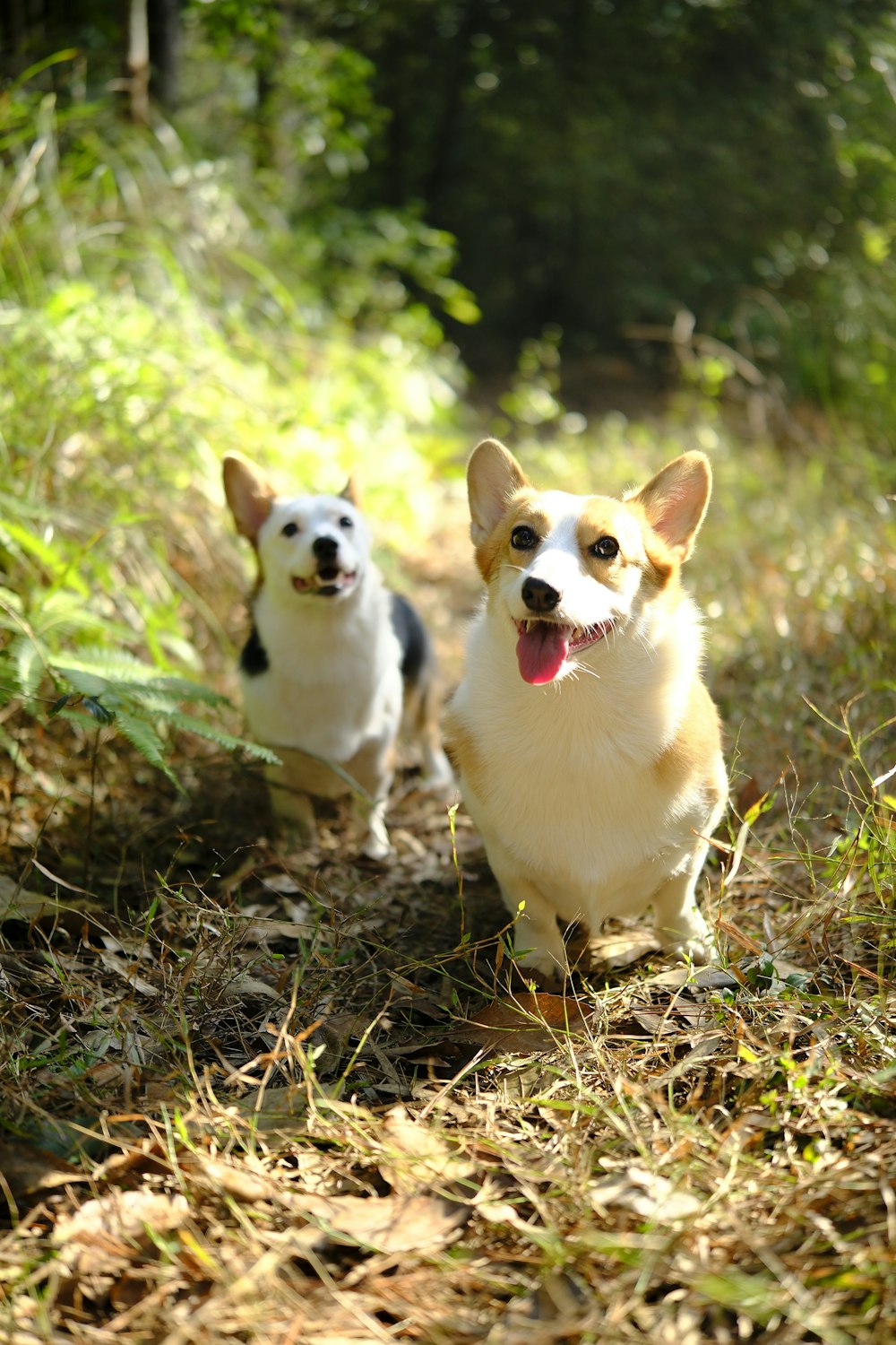 a couple of small dogs standing on top of a grass covered field