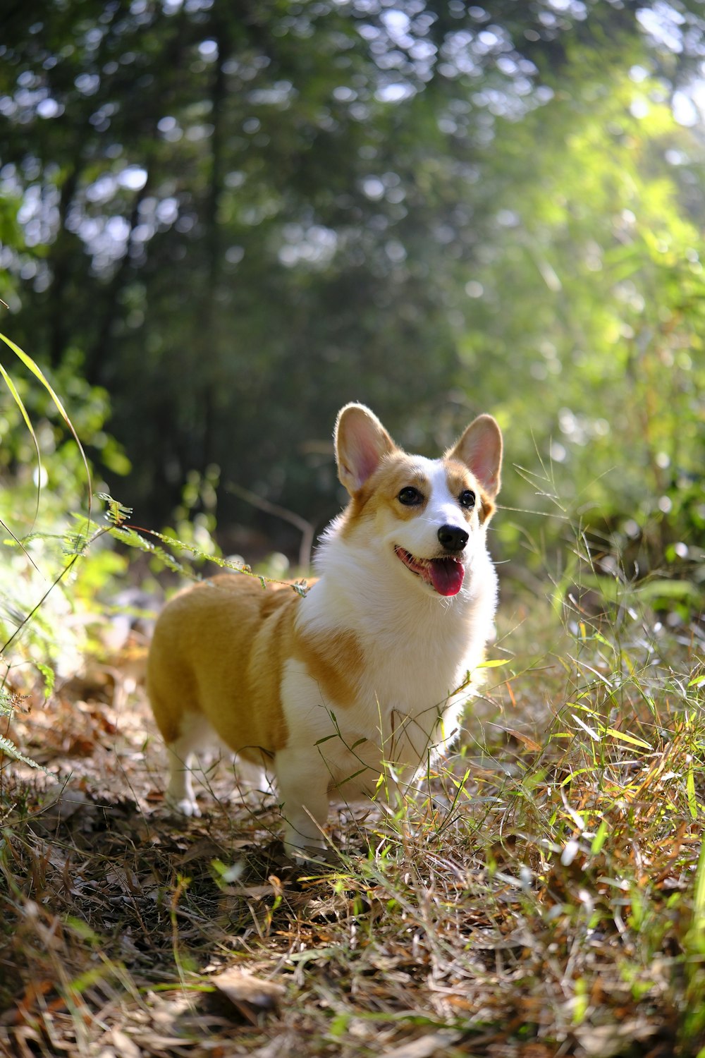 a small dog standing on top of a grass covered field