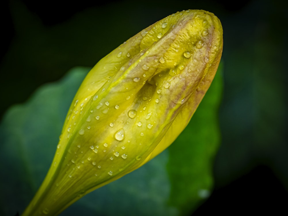 a yellow flower with water droplets on it