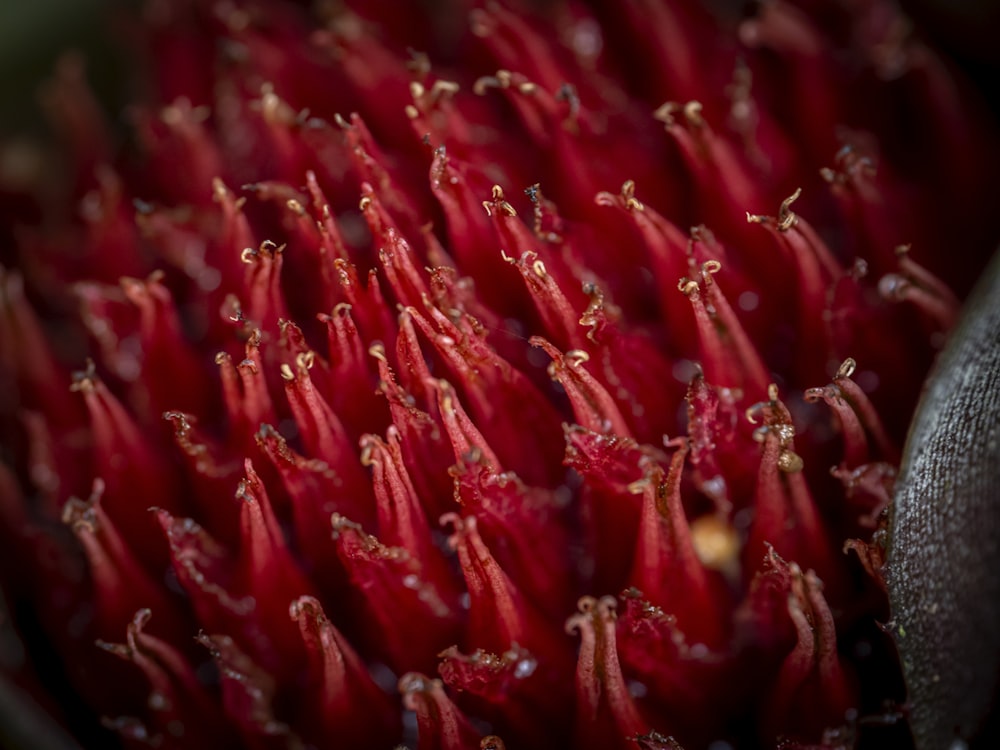 a close up of a red flower with drops of water on it