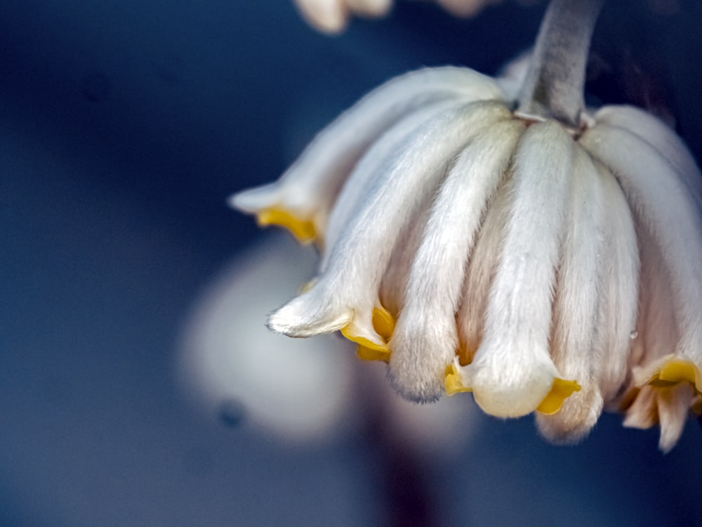 a close up of a flower with water droplets