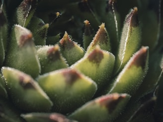 a close up of a green plant with lots of leaves