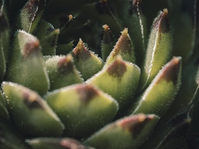 a close up of a green plant with lots of leaves