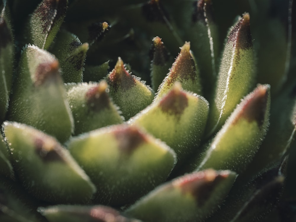 un primo piano di una pianta verde con molte foglie