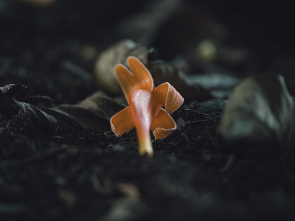 eine kleine orangefarbene Blume, die auf dem Boden sitzt