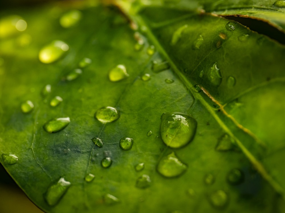 a green leaf with water drops on it