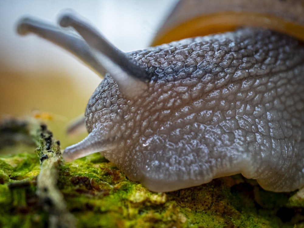 a close up of a snail on a mossy surface