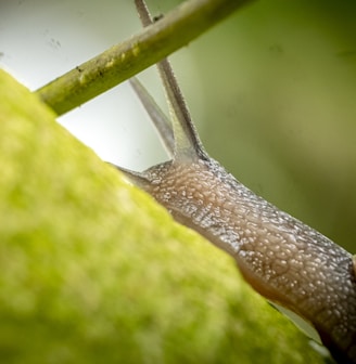 a close up of a snail on a tree branch