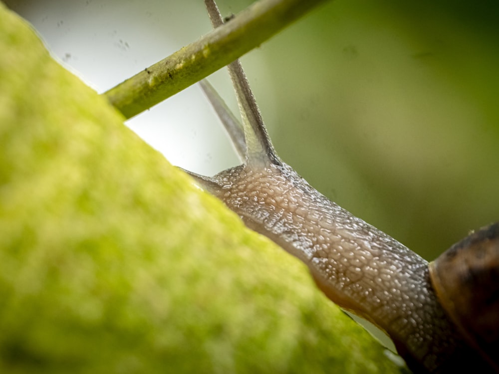 um close up de um caracol em um galho de árvore