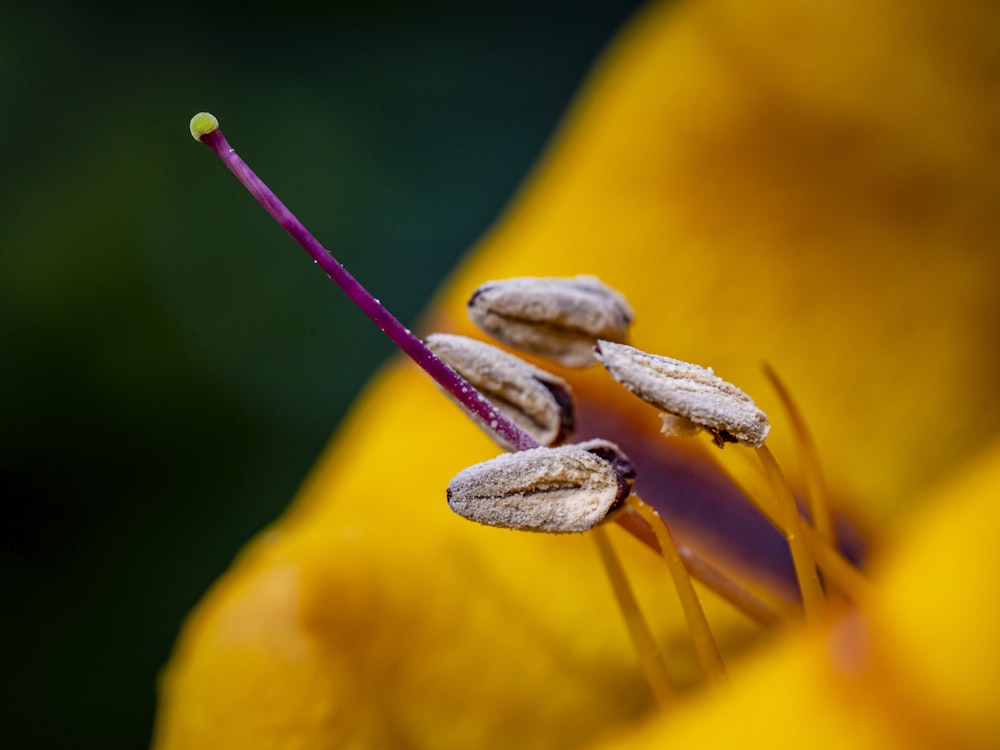 a close up of a yellow flower with buds
