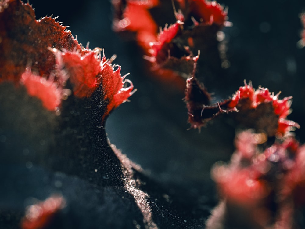 a close up of a plant with red flowers