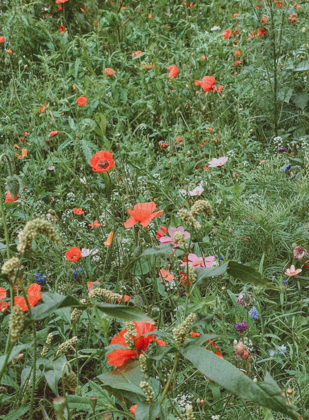 a field full of red and pink flowers