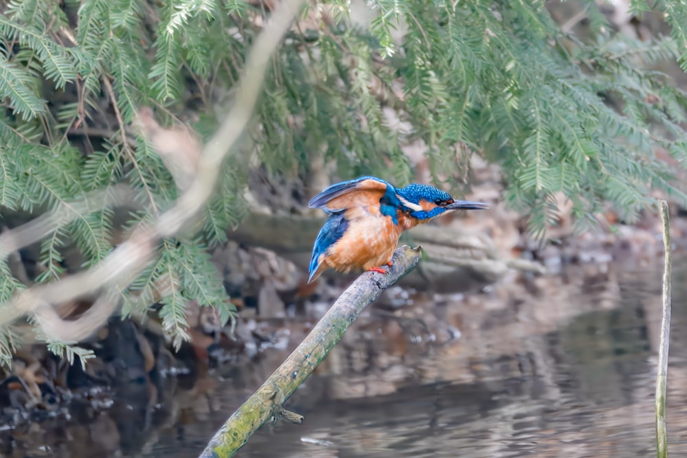 un pequeño pájaro azul y naranja posado en una rama