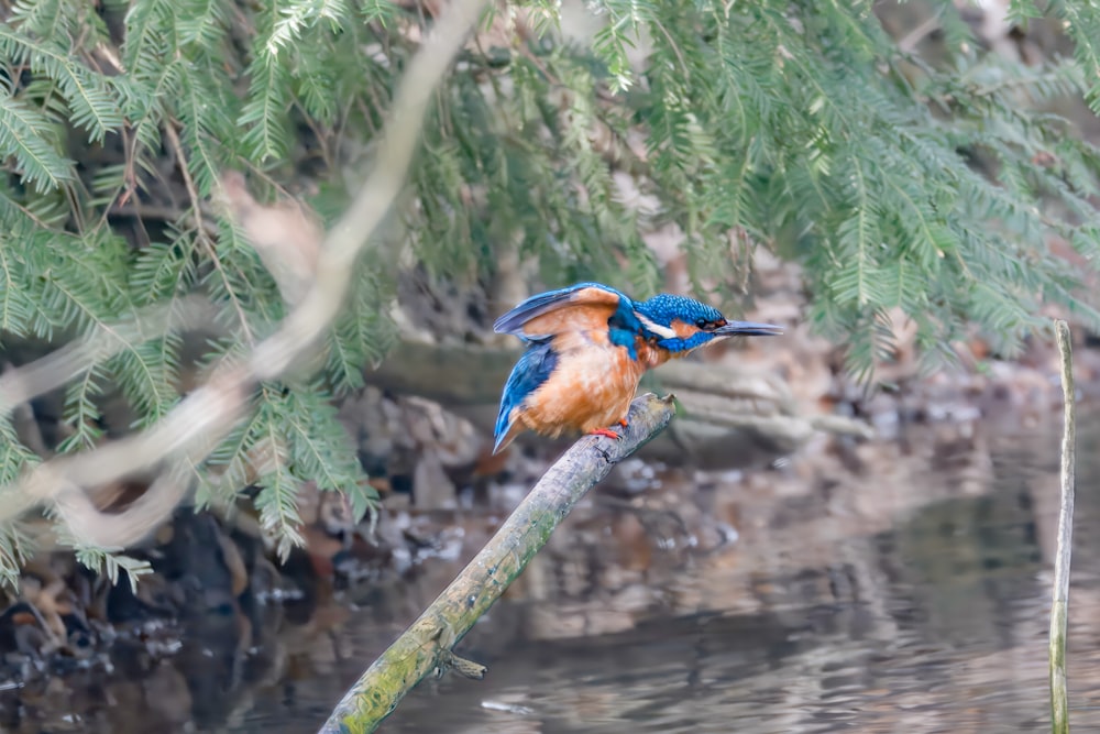 a small blue and orange bird perched on a branch