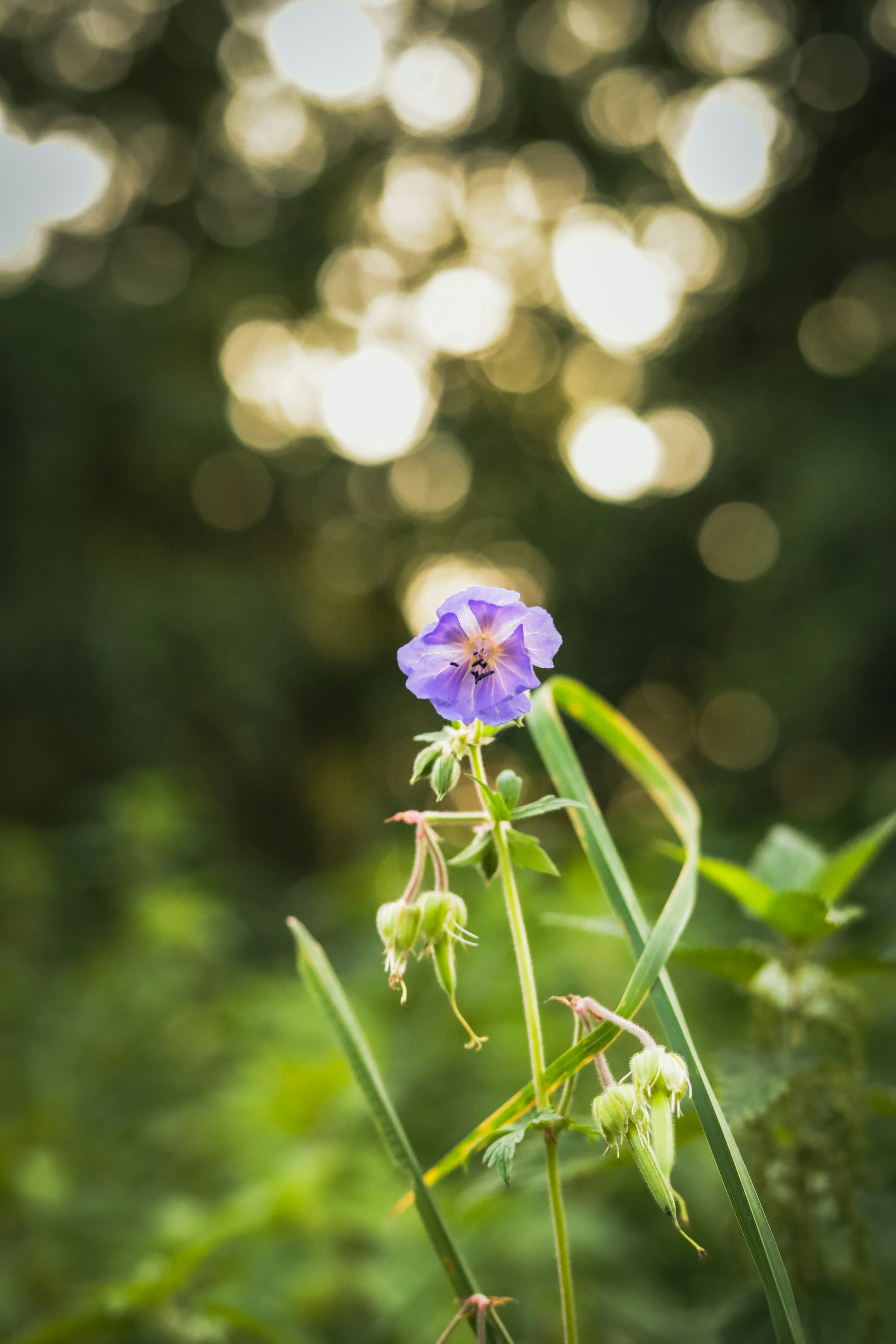 a purple flower is growing in a field