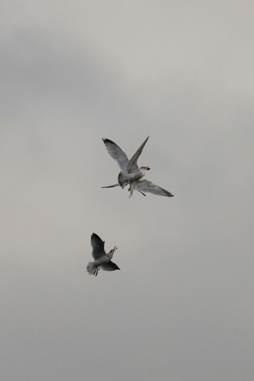 um par de pássaros voando através de um céu nublado