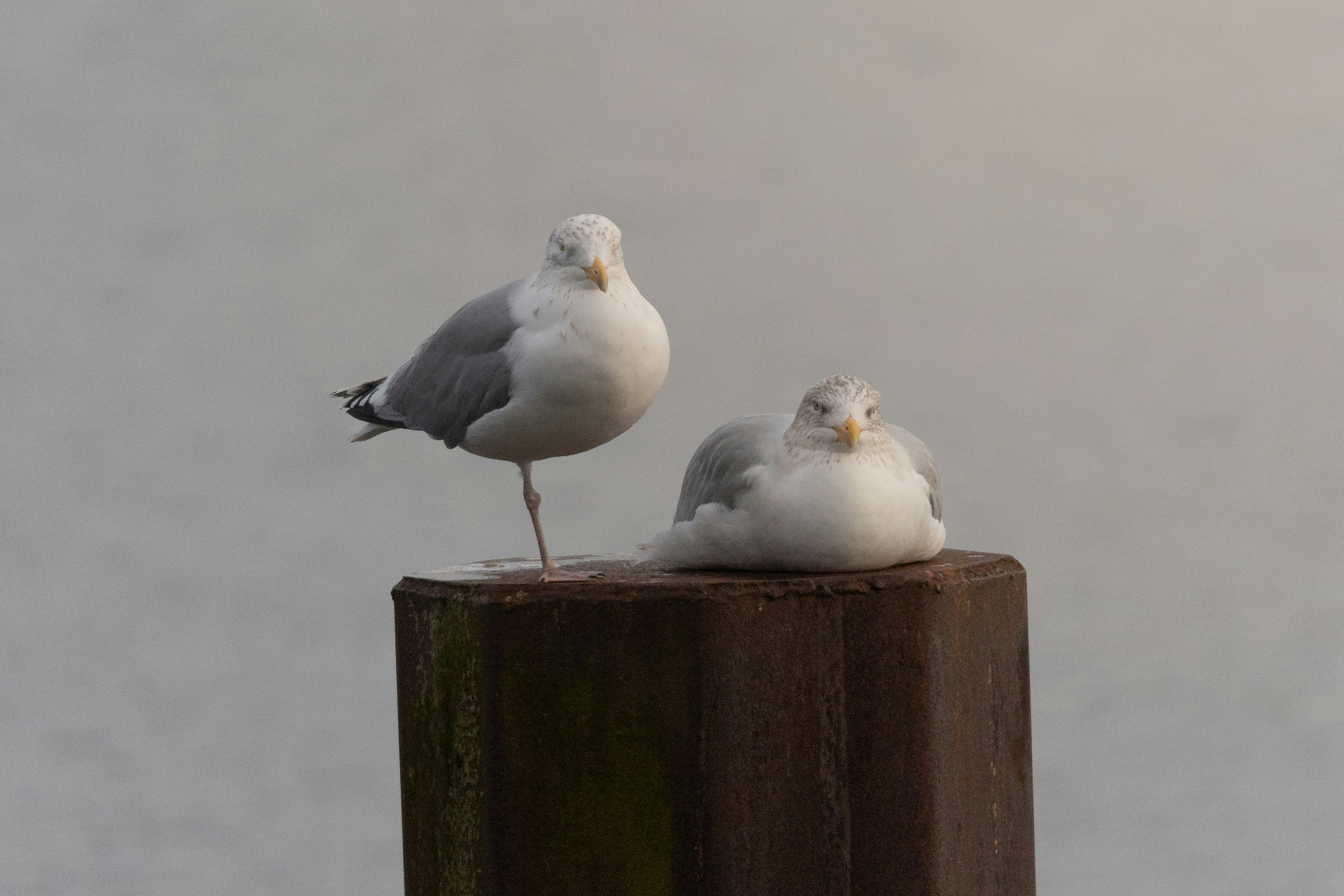 two birds sitting on top of a wooden post
