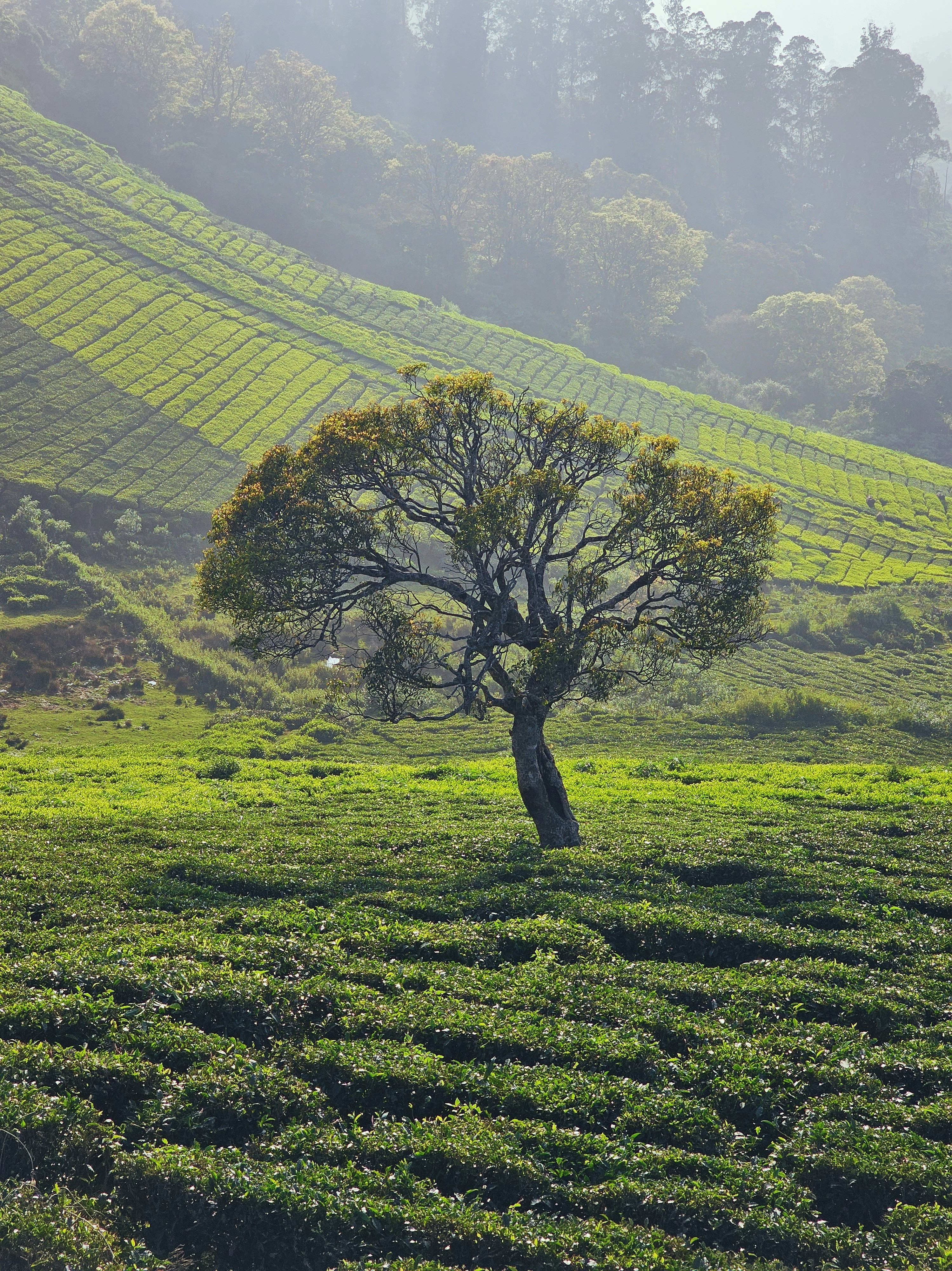 a lone tree in the middle of a field
