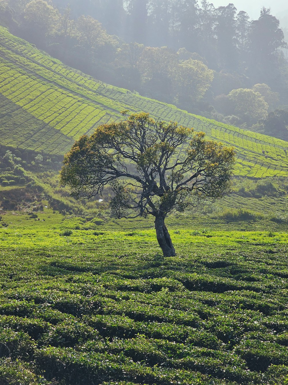 a lone tree in the middle of a field